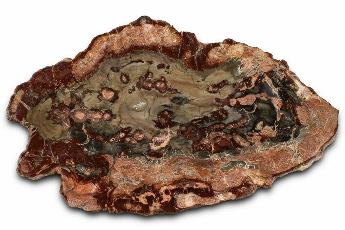 Beautiful Petrified Wood (Araucaria) Slab - Madagascar #361505